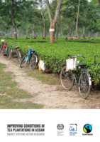 Improving conditions in tea plantations in Assam: market systems action research