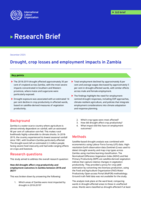 Drought, crop losses and employment impacts in Zambia